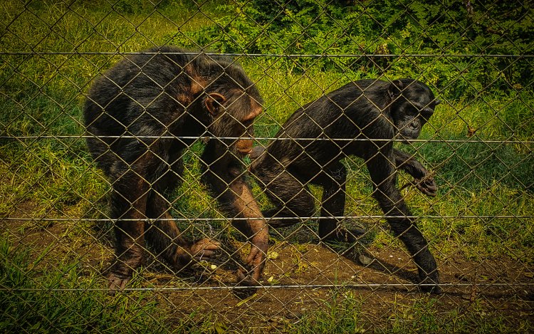 Gorillas in Congo under shadow of war