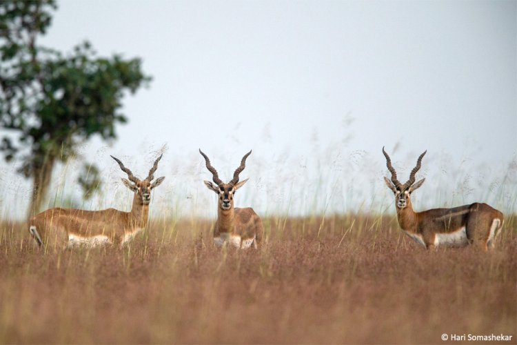 WWF calls for robust measures to reverse habitat loss in Africa