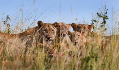 Lion population in Rwanda's national park grows to 58