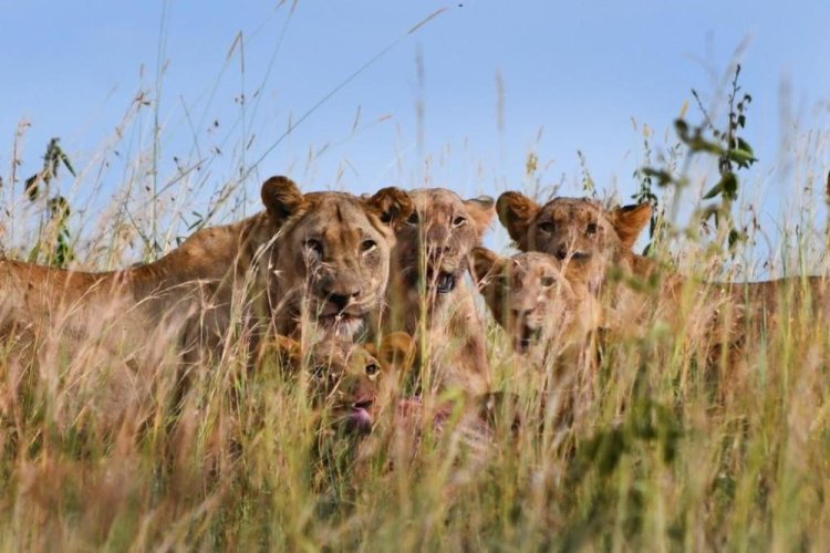 Lion population in Rwanda's national park grows to 58