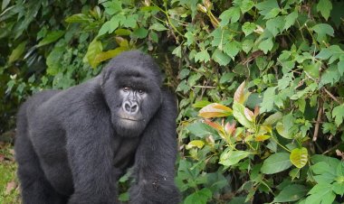 Rwanda's tourism revenue up 171% in 2022