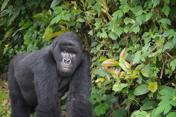 Rwanda's tourism revenue up 171% in 2022