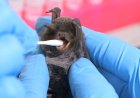 Rwanda confirms 1st cases of Marburg virus disease