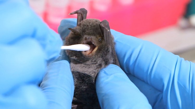 Rwanda confirms 1st cases of Marburg virus disease
